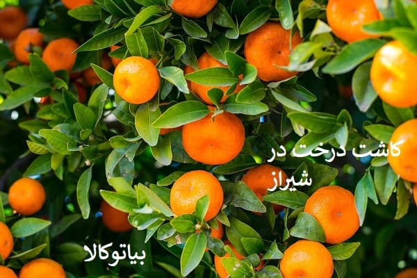 کاشت نارنگی و مرکبات در شیراز